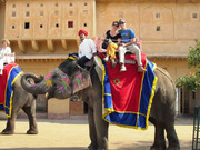 EleFanJoy: Elephant Ride & Safari In Jaipur